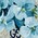 GG blooms blu