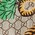 Gucci Bengal print nylon