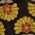 jacquard floral