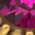 fuchsia crystals