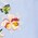 cotone celeste