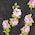 Seide und Viskose mit Kletterrosen-Print