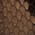 Beige Python