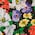 Seide mit Wildblumen-Print