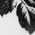 Herbarium negro
