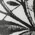 schwarzes Herbarium