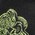 lurex feline heads jacquard