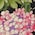 Modal und Seide mit Rising Flower-Print