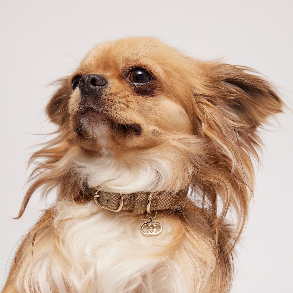 Extra-small pet collar