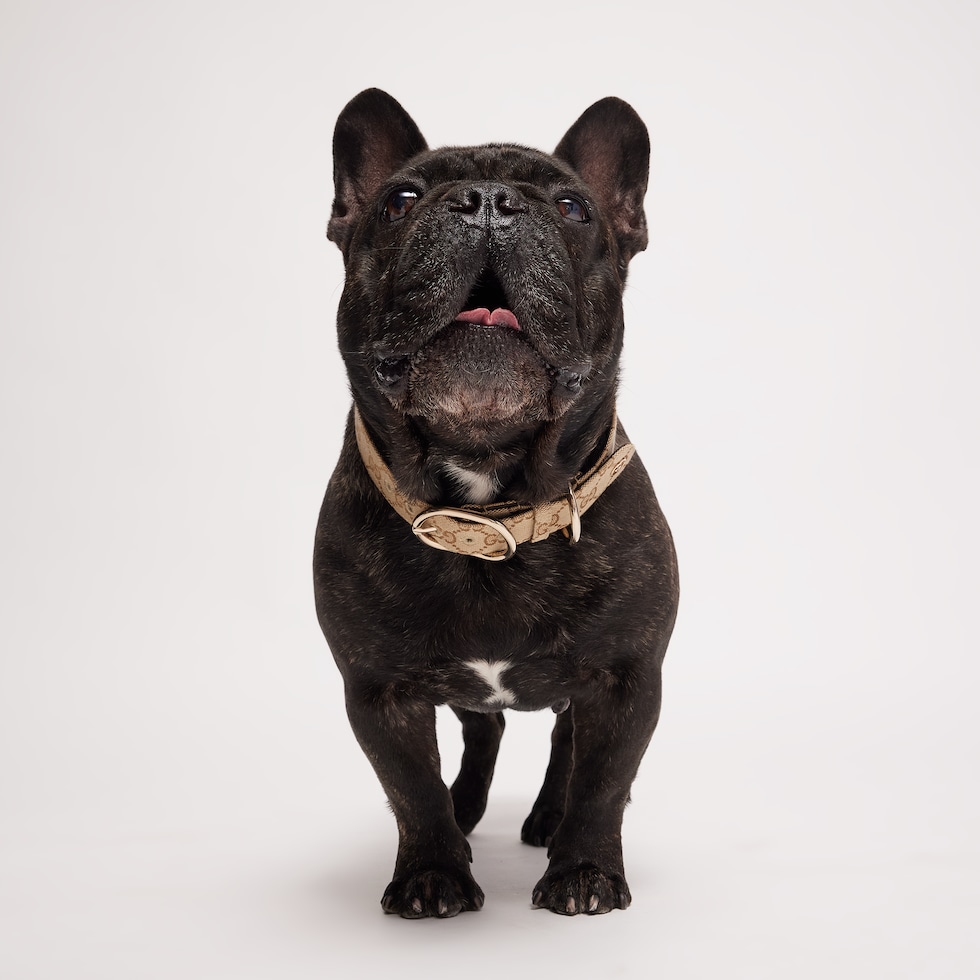Large/extra-large pet collar