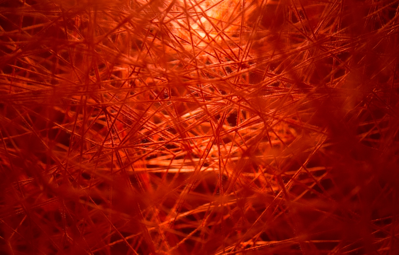 Artist Chiharu Shiota creates a special space for new digital project Gucci 4 Rooms.Gucci Herbarium Room  by Chiharu Shiota 