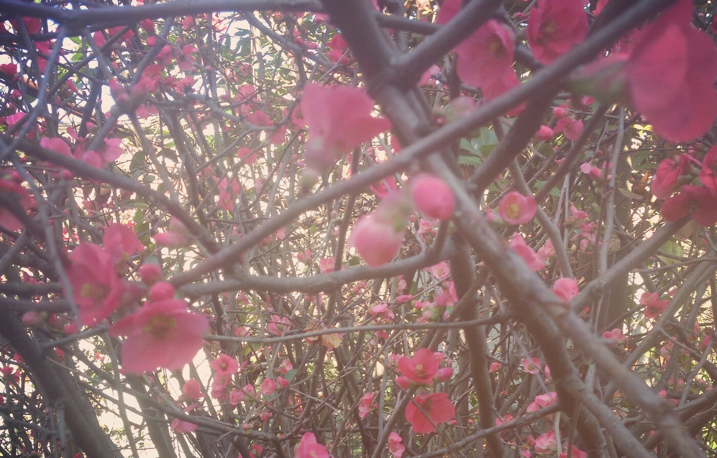 Avant le lancement du nouveau parfum Gucci, partez à la découverte de recoins fleuris de l’espace urbain sur Instagram. #InBloom