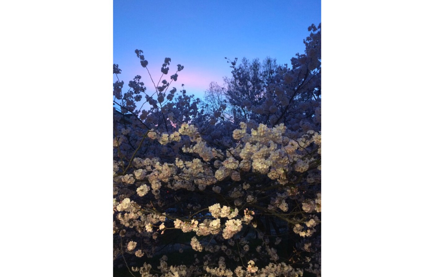 Avant le lancement du nouveau parfum Gucci, partez à la découverte de recoins fleuris de l’espace urbain sur Instagram. #InBloom