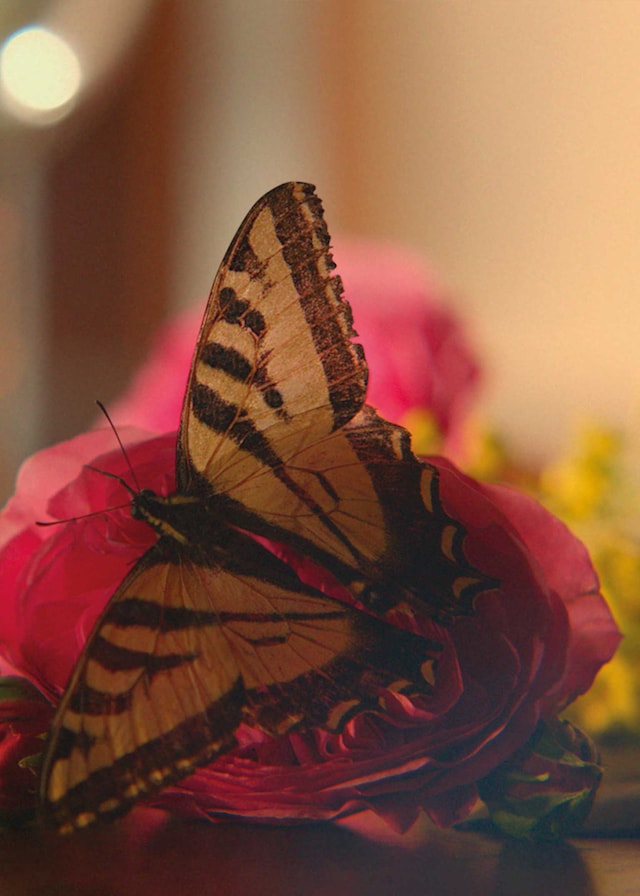 1,958 Gold Butterflies Stock Photos, High-Res Pictures, and Images - Getty  Images