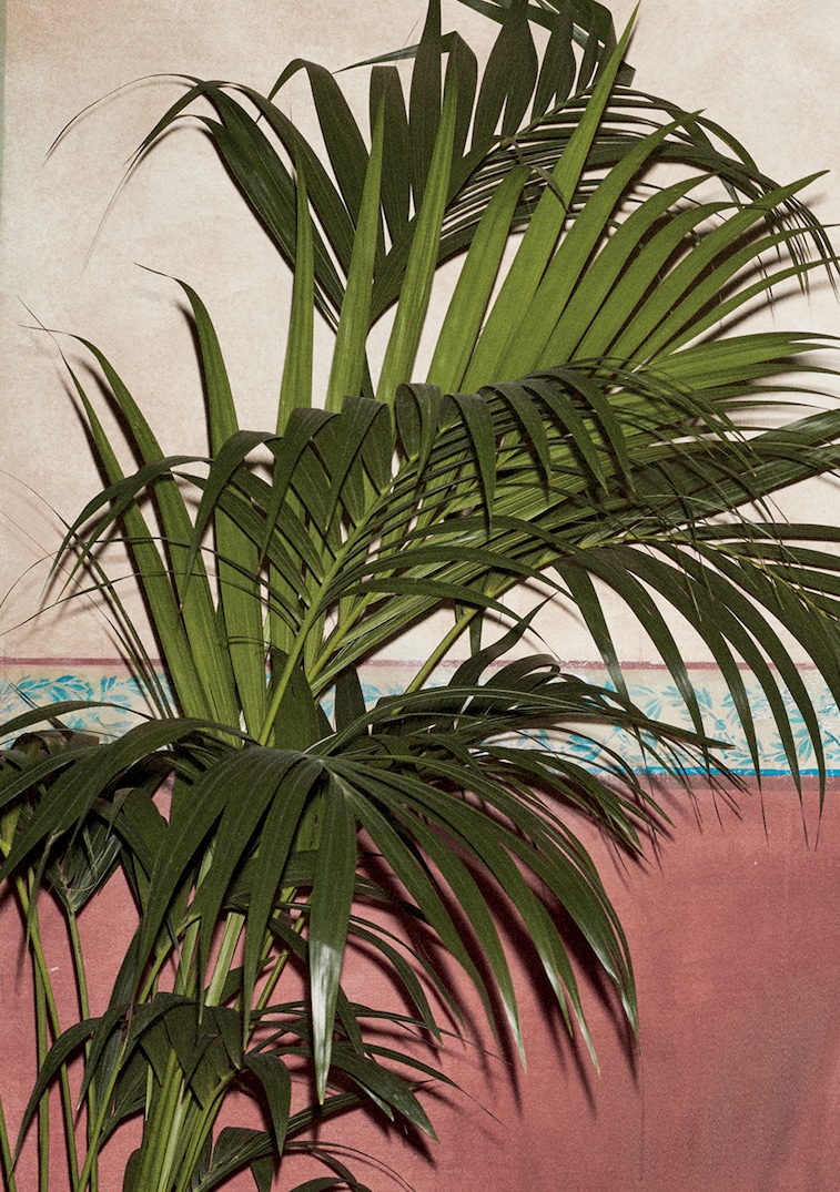 Exotic blooms and lush plants on the season's accessories and men's jackets. Dark Paradise