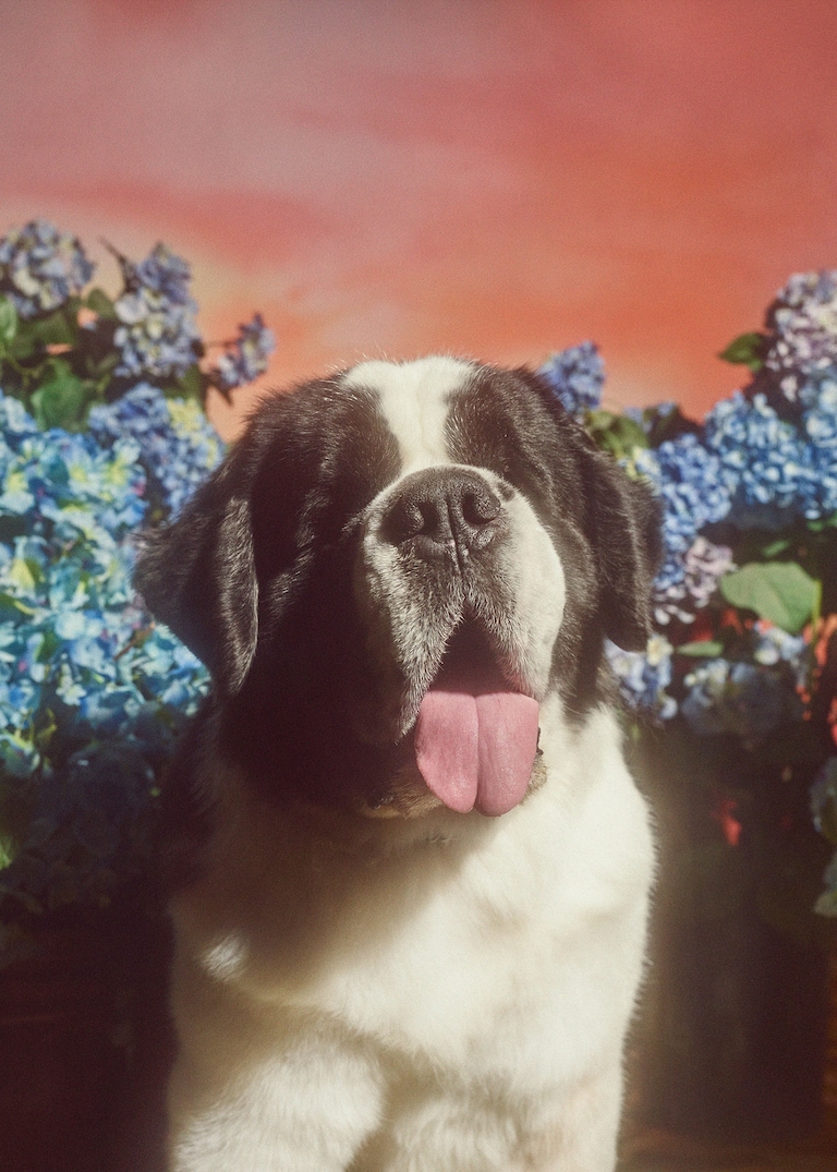 Shot by Petra Collins, a lineup <br>of dogs to celebrate the Year<br> of the Dog.Hounds and Pooches