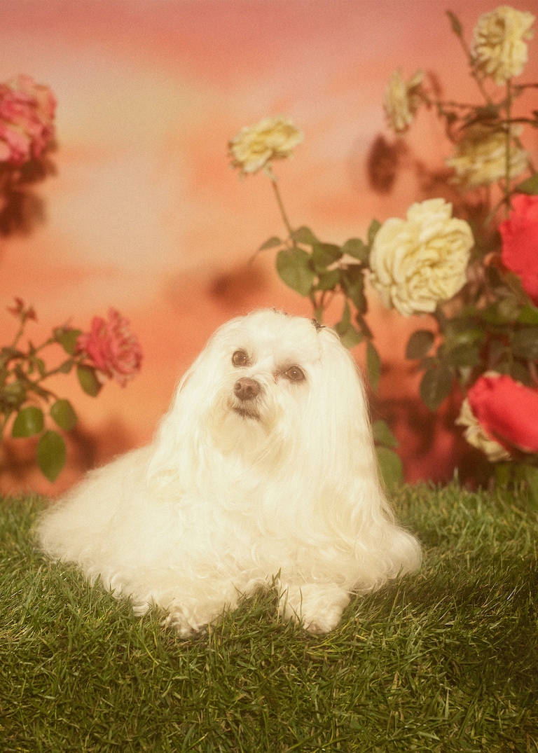 Shot by Petra Collins, a lineup <br>of dogs to celebrate the Year<br> of the Dog.Hounds and Pooches