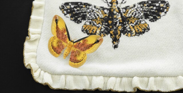 Insect breeder Adrian Kozakiewicz introduces some of the