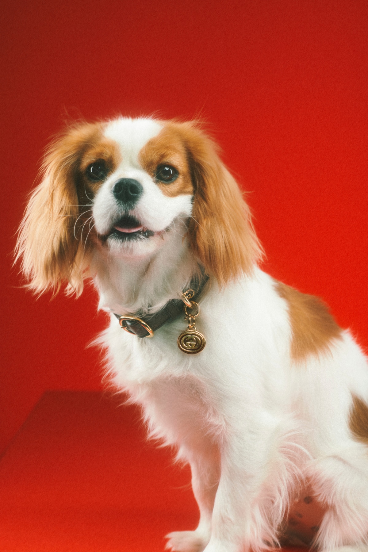 GUCCI キーホルダー クリスマスバージョン 犬