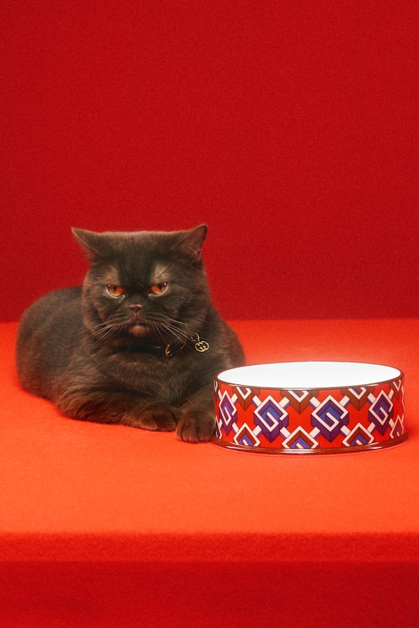 グッチ ペットコレクション｜犬や猫のカラー（首輪）・リード｜GUCCI公式