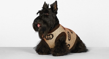 Gucci dog sweatshirt best sale