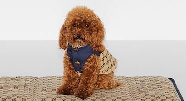 Décor & Lifestyle - Pet Homeware | GUCCI® US Décor & Lifestyle - Pet Homeware | GUCCI® US