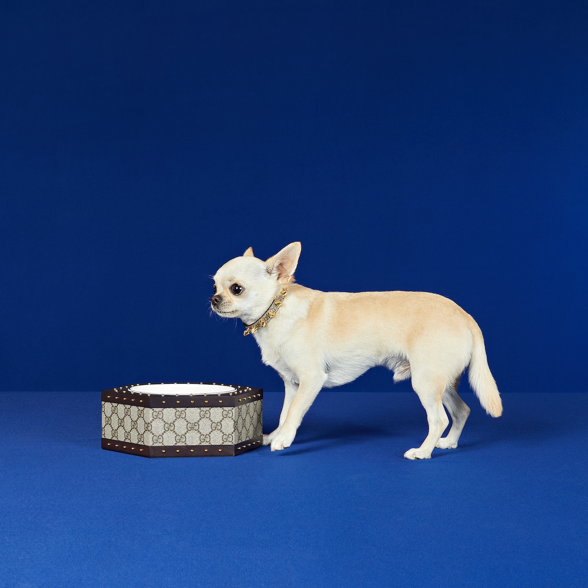 小物 CHALLENGER FTC CHALLENGER DOG BOWL Dog Bowl – WINNING K9
