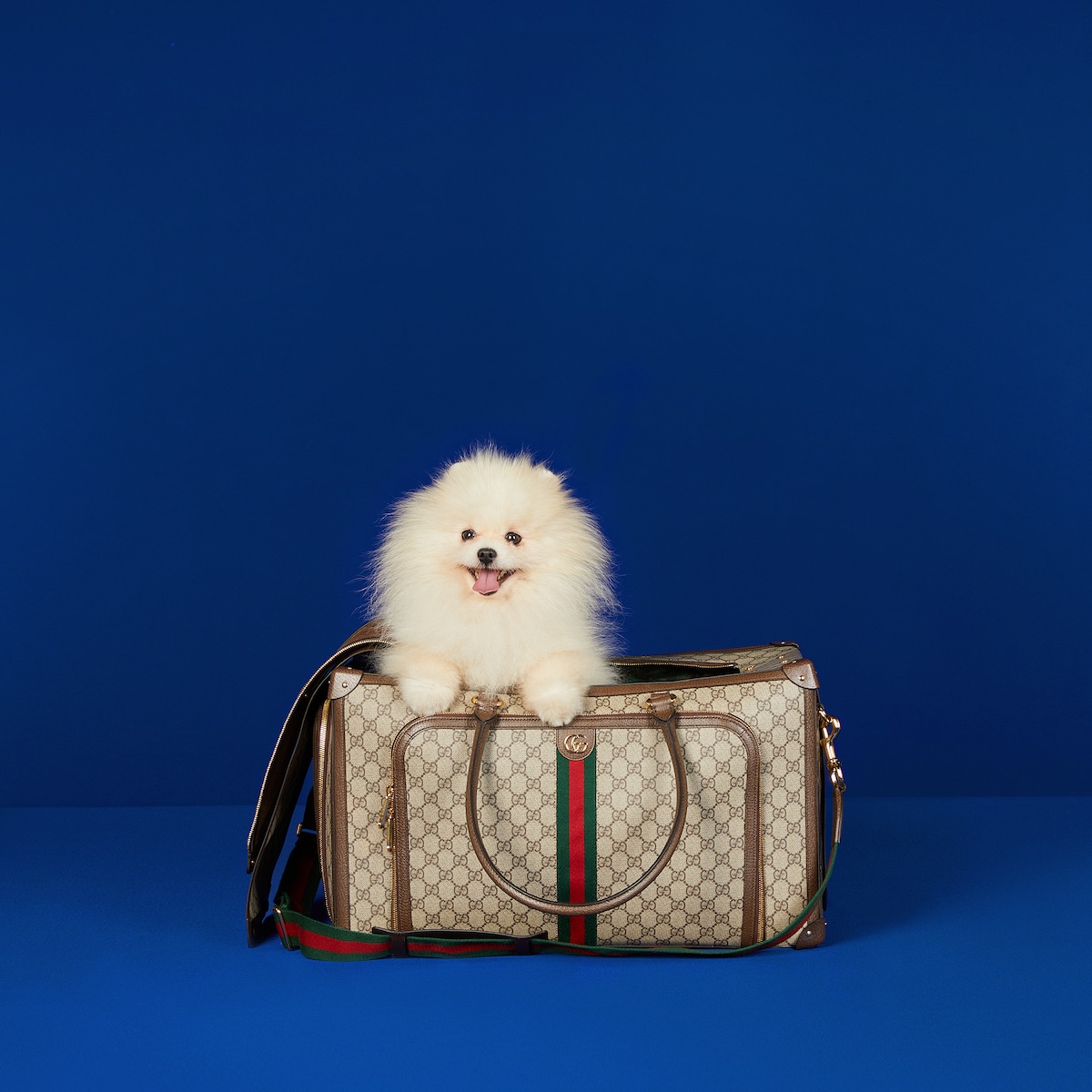 Pet carrier with Web in beige and ebony Supreme | GUCCI® CA