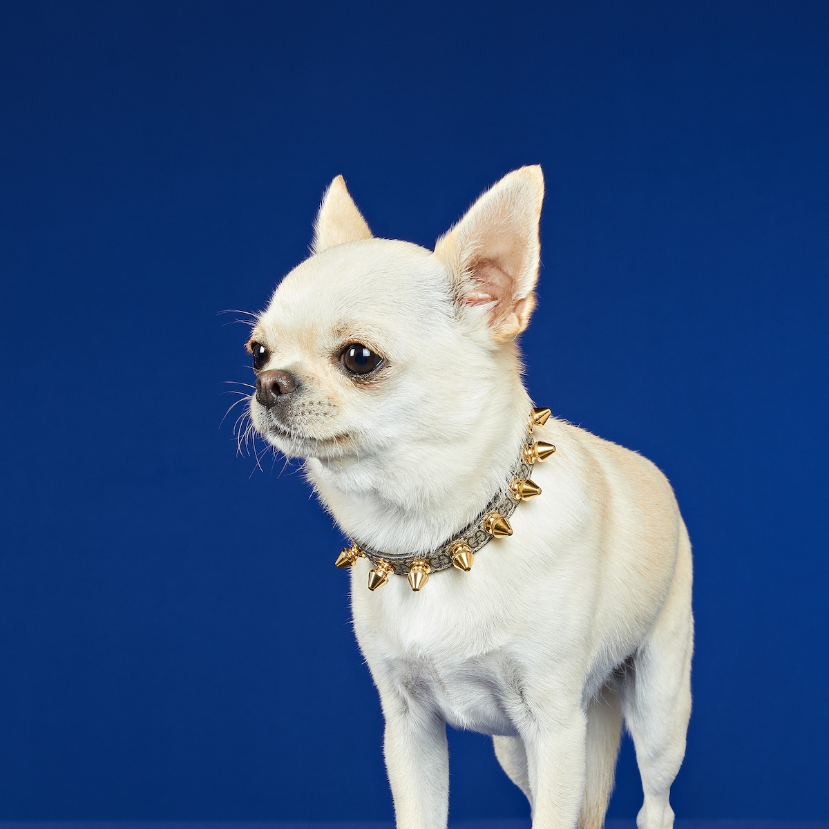 DÉPAREILLÉ WHITE YAK COMPACT CREW NECK Extra-small pet collar in beige and ebony canvas | GUCCI® CA