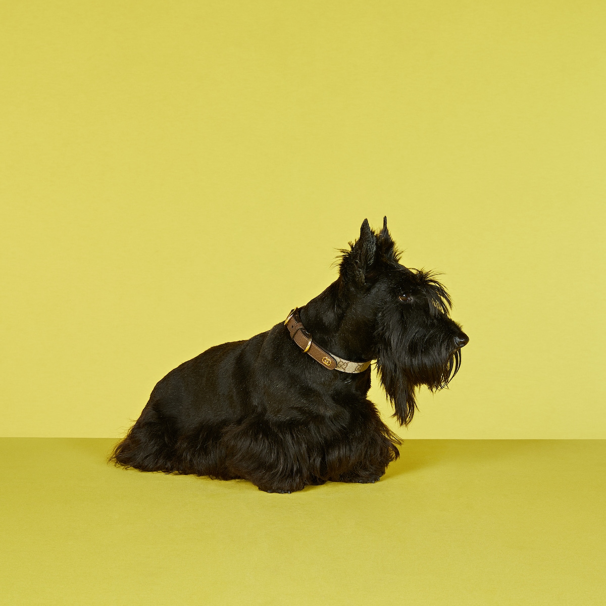 Small/medium pet collar