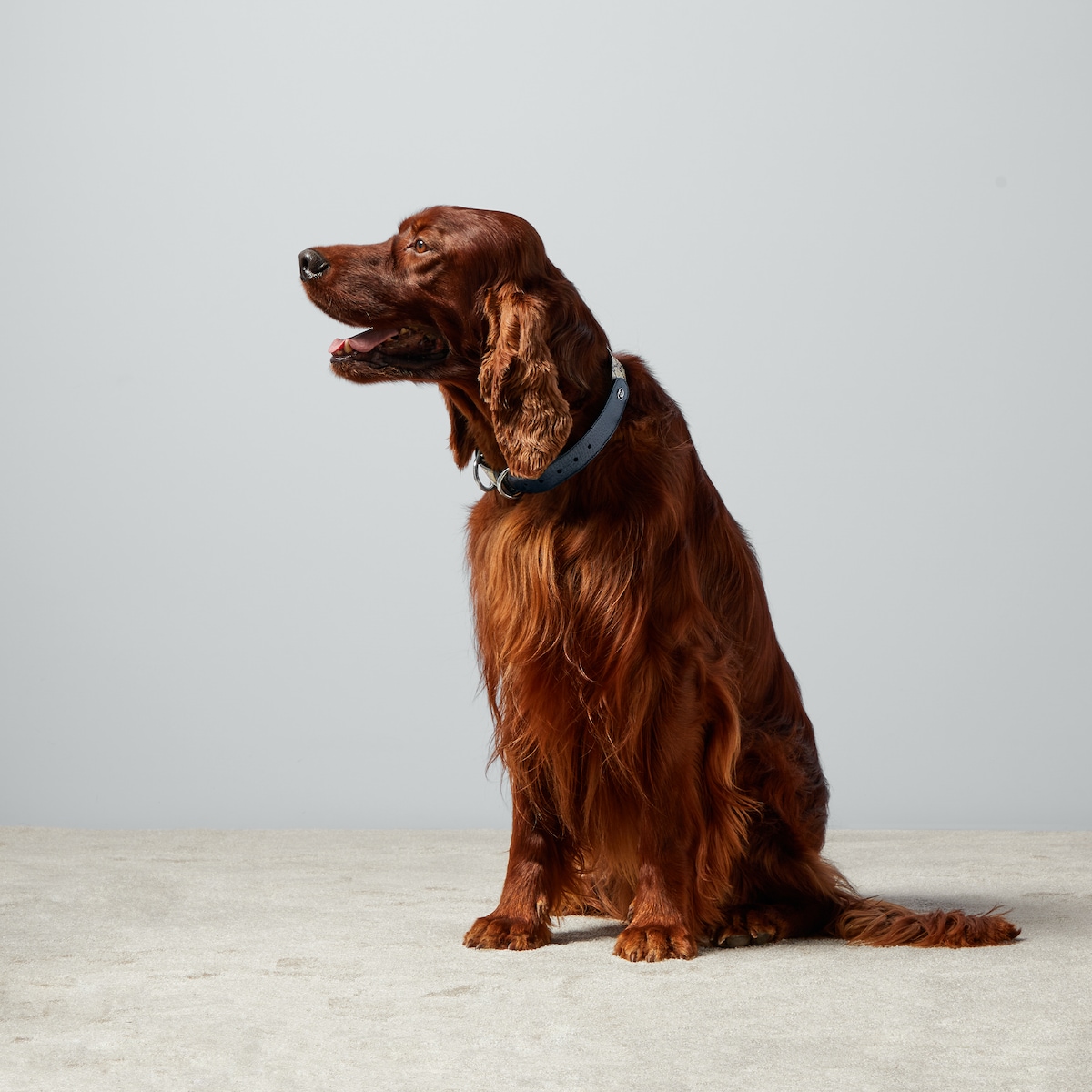 Large/extra-large pet collar