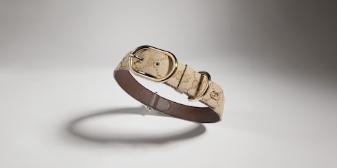 Large/extra-large pet collar