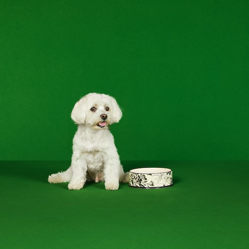 Bol grande para mascotas Herbarium