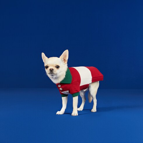 Chihuahua gucci outlet clothes