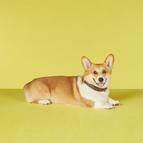 Large/extra-large pet collar