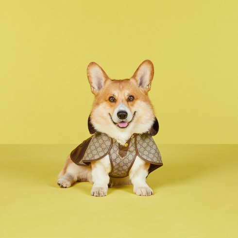 Pet GG coat