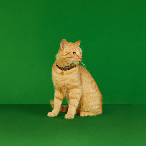 Extra-small pet collar