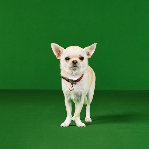 Collare per animali taglia XS