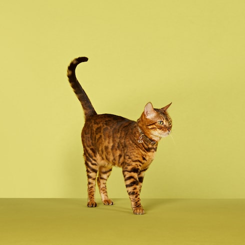 Extra-small pet collar