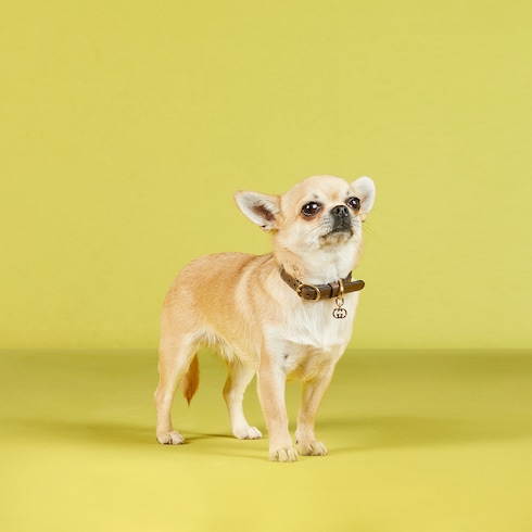 Extra-small pet collar