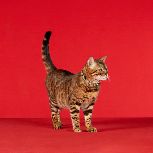 Extra-small pet collar