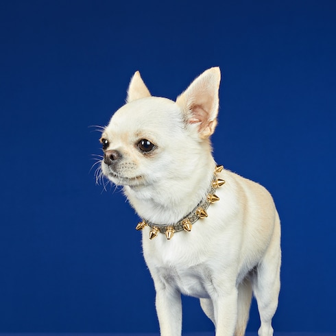 Halsband für sehr kleine Haustiere