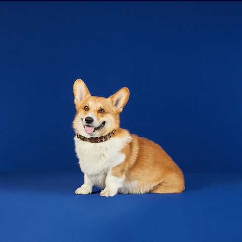 Medium/large pet choker