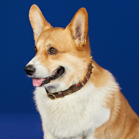 Welpenhalsband Mit Glöckchen – Verstellbares Kunstleder-Halsband Für Kleine Hunde & Katzen, Khaki, XXS