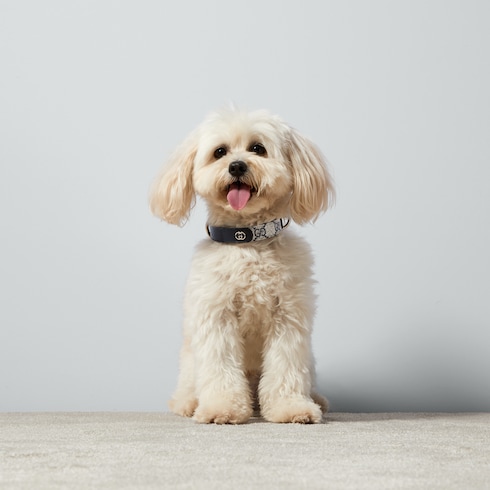 Small/medium pet collar