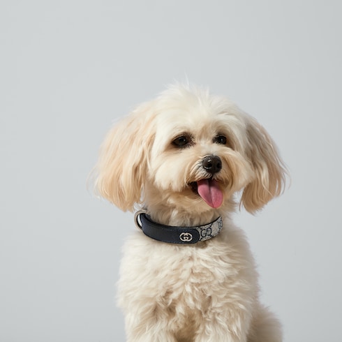 Small/medium pet collar