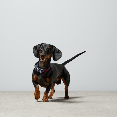 Small/medium pet collar