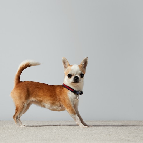 Extra-small pet collar