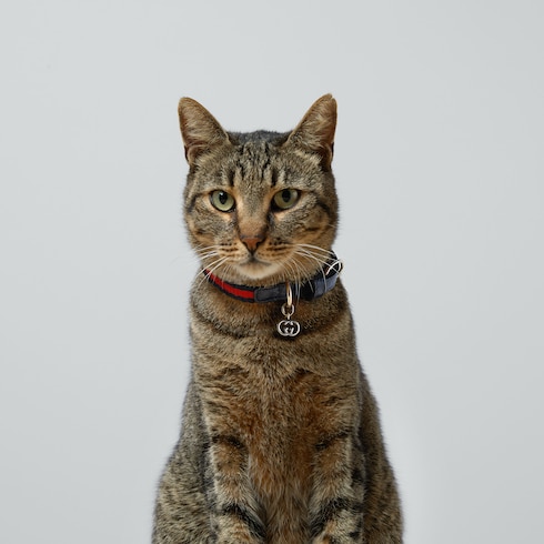 Extra-small pet collar Detail 4