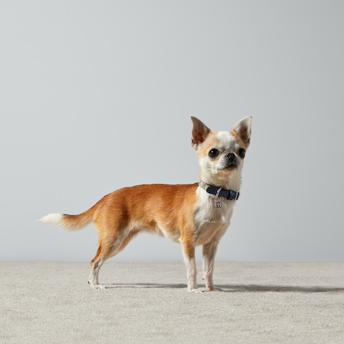 Extra-small pet collar